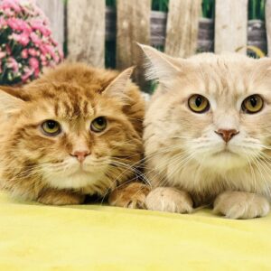 Peter and Peaches (Bonded Pair)
