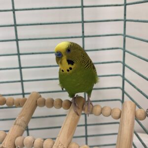 Eggward ScissorBeak