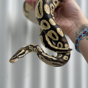 Percival Python