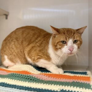 Sunny D (FIV+)