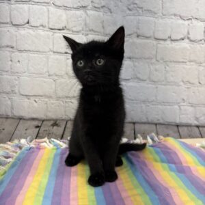 Widdle