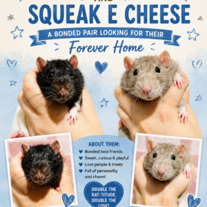 Nacho Average Rat & Squeak E Cheese