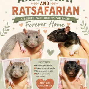 Aristorat & Ratsafarian