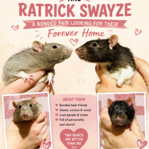 Basil Ratbone & Ratrick Swayze