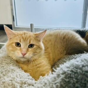 Pinball (Working Cat)