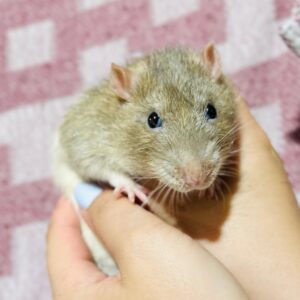Rootin Tootin Rattie
