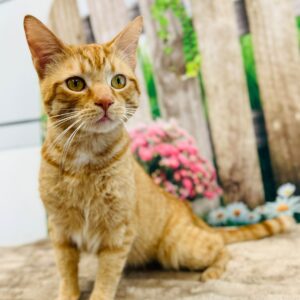 Oliver