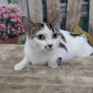 Kiri
