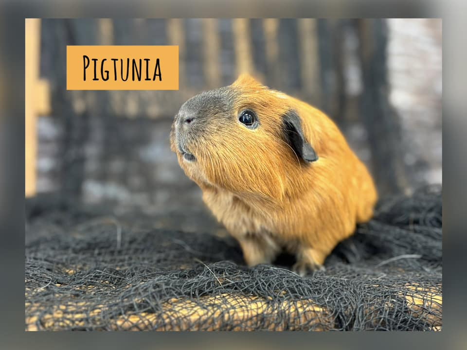 pigtunia