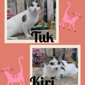 Tuk and Kiri (Bonded Pair)