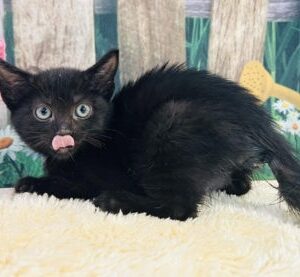 Baby Boop