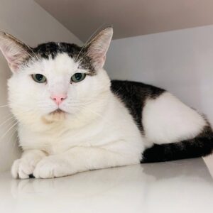 Rip Van Winkle