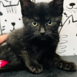Smudge