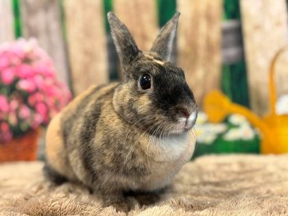 bunana