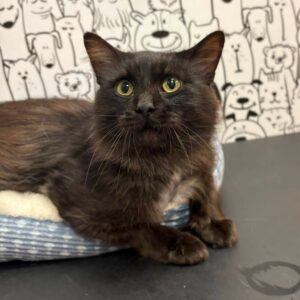 Percival