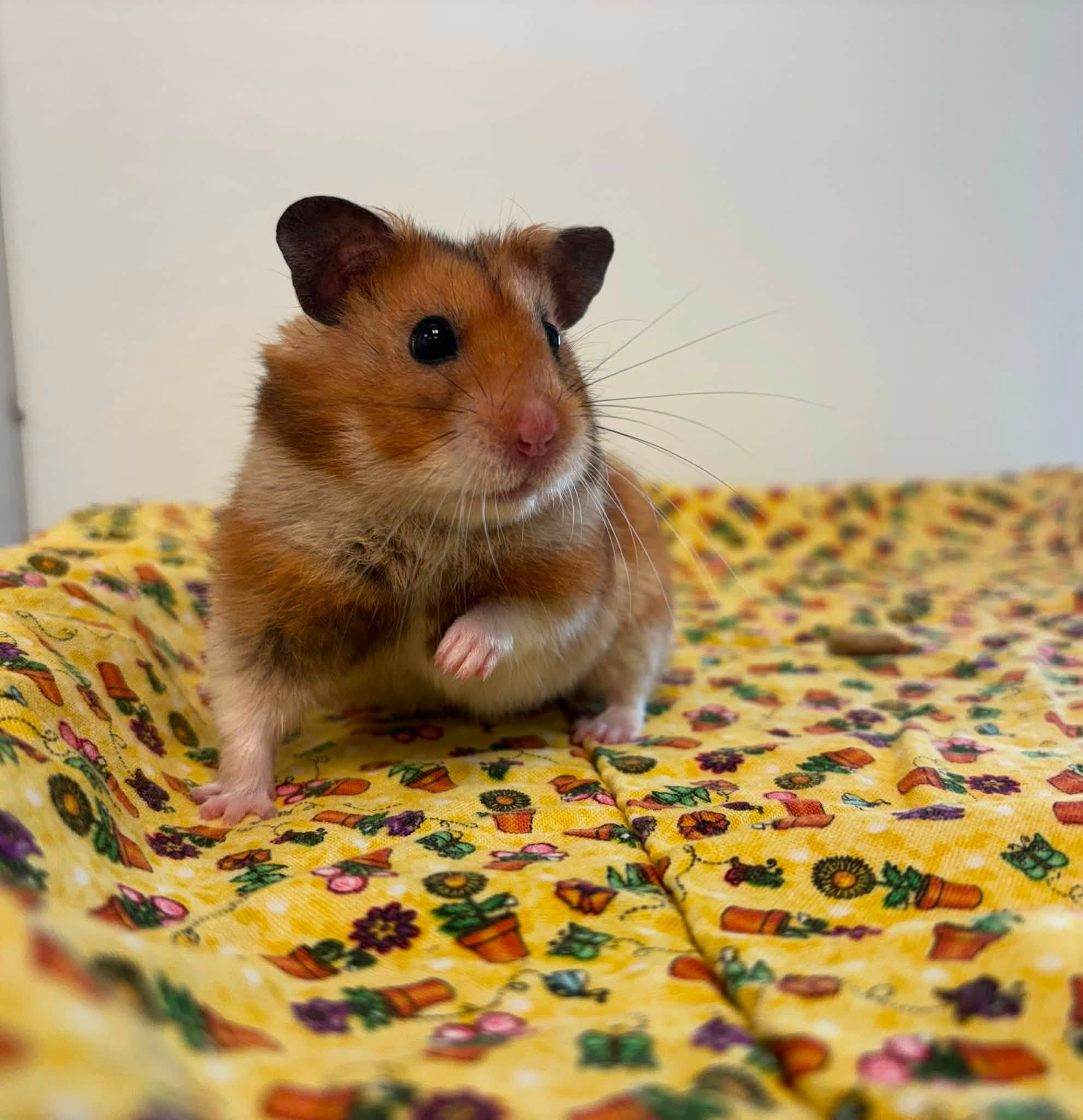 Ernest