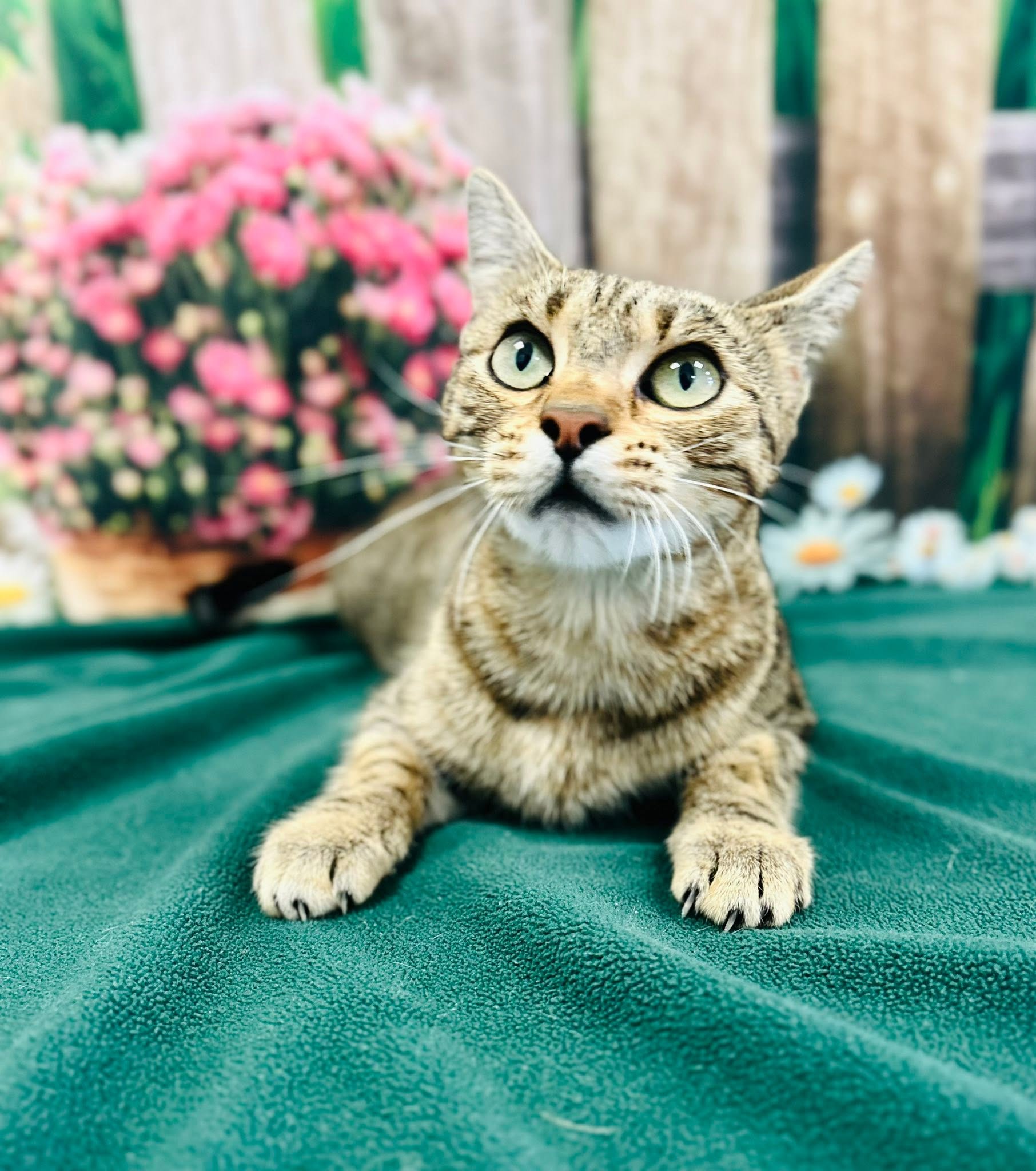 catsi