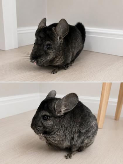 chinchillas