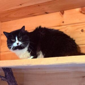 The Last Dandelion (Working Cat)