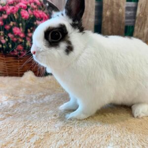 Minbun