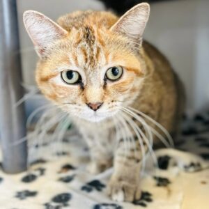 Seraphina (Working Cat)