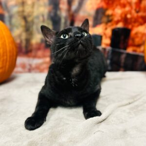 Rikki