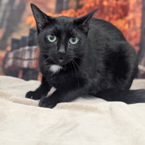 Licorice