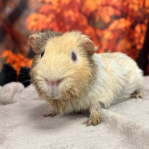Attack of the Guinea