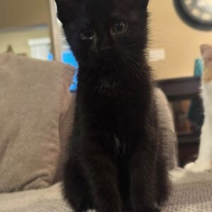 Bitey