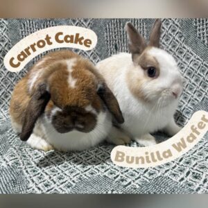 Bunilla Wafer & Carrot Cake