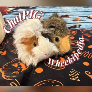 Wheekipedia & ChatPIG