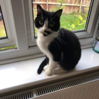 Missing black and white cat