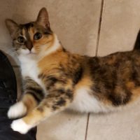 Lost female calico cat. Front declawed. Age 13. Last seen near Dufferin street in Tilbury Ontario