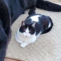 Missing Black/White Female Cat