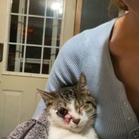 Please help me find wink my daughters cat that she loved and saved her life over a year ago