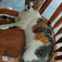 Lost short haired Female Calico